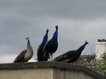 SX26916 Peacocks on neighbour's shed.jpg